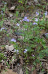 Fuzzy phacelia